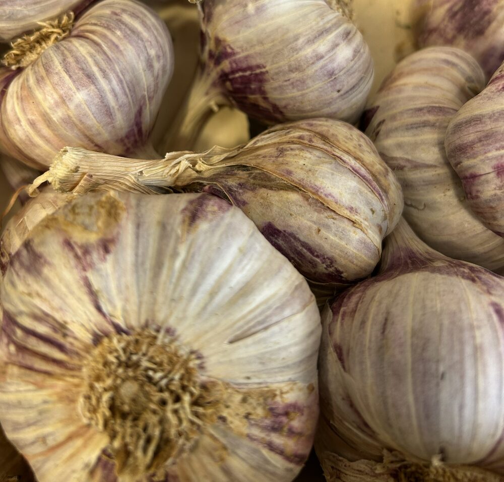 Ail violet de toulouse
