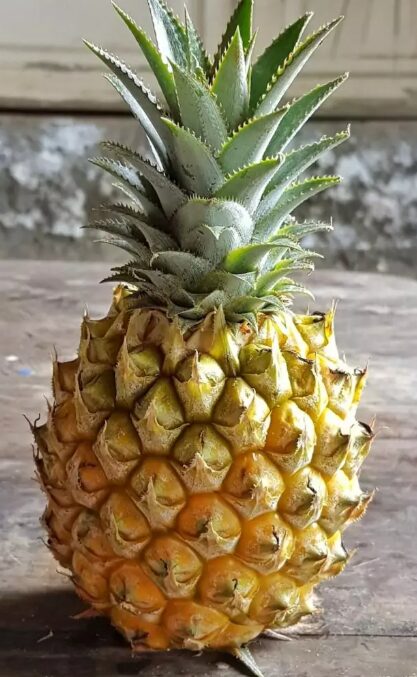 Ananas Victoria