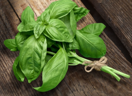 Basilic