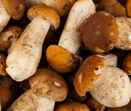 Champignon cèpes