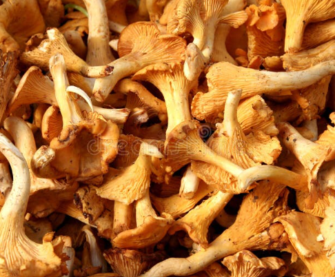Champignon girolle