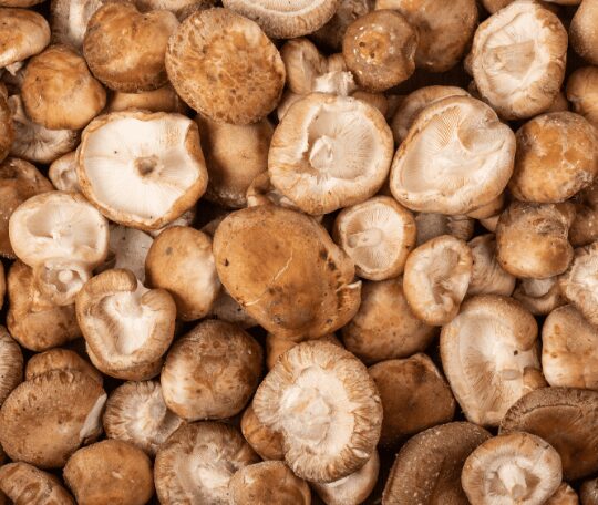 Champignon shiitake
