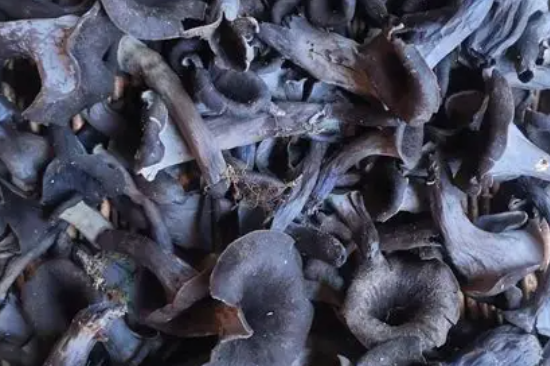 Champignon Trompette