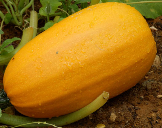 Courge spaghetti