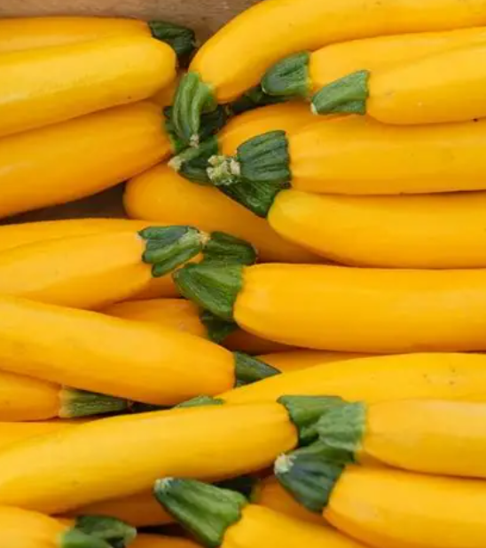 Courgette Jaune