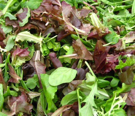 Jeunes pousses mesclun