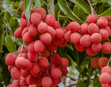 Litchi branche