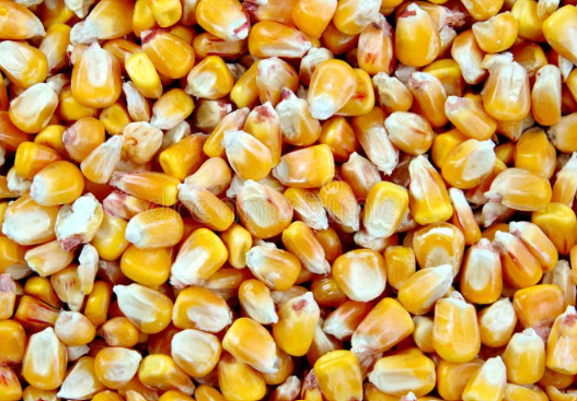 Maïs à popcorn 100g