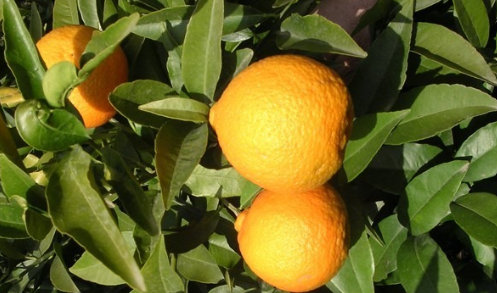 Mandarine exception