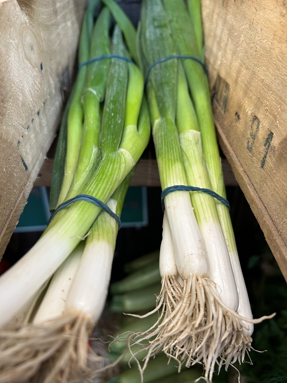 Oignons frais blanc