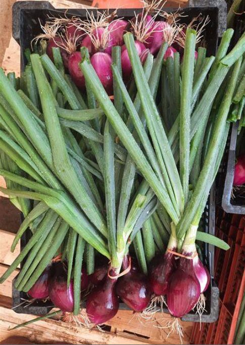 Oignons frais rouge