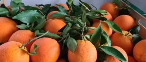 Orange à feuille Portugal