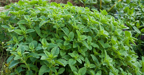 Origan frais