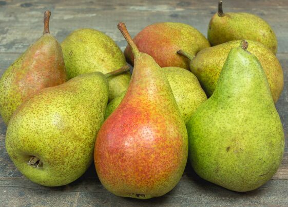Poire Louise Bonne