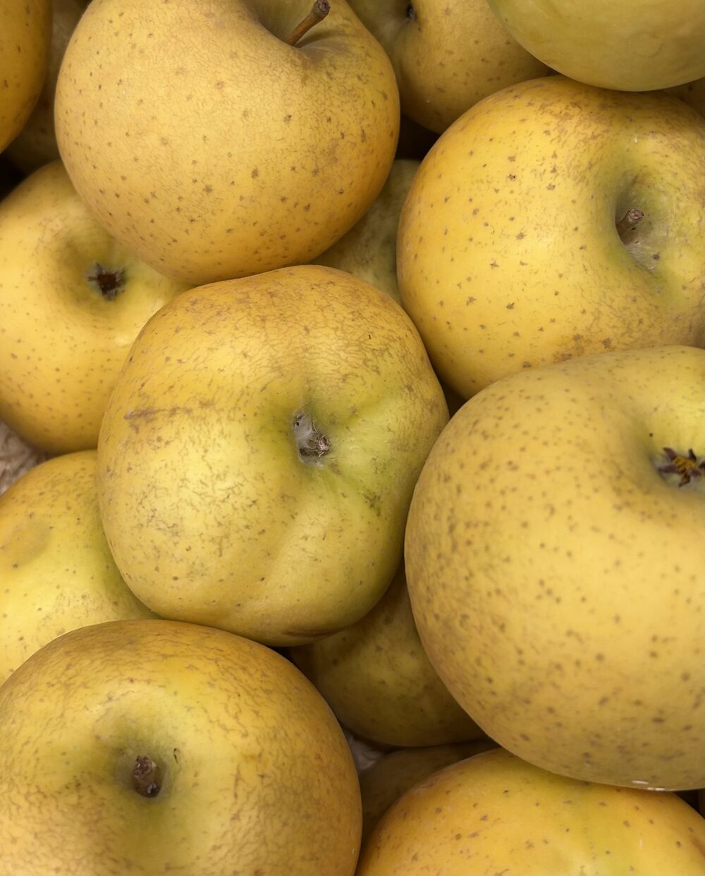 Pomme Chanteclerc