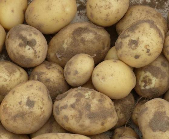 Pomme de terre chaire ferme