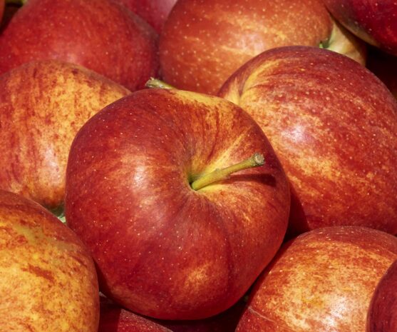 Pomme Reine des Reinettes