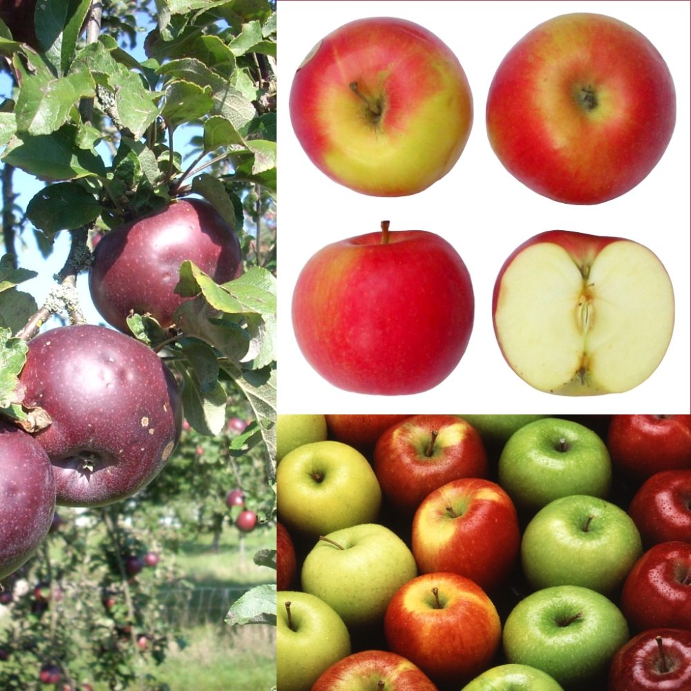 Pomme à compote