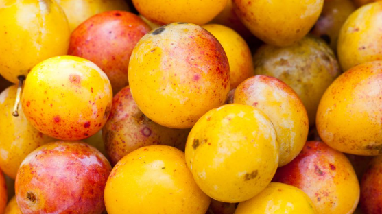 Prune jaune