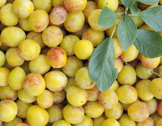Prune mirabelle