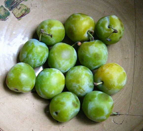 Prune lautricourt