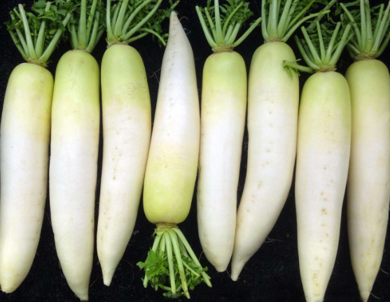 Radis blanc