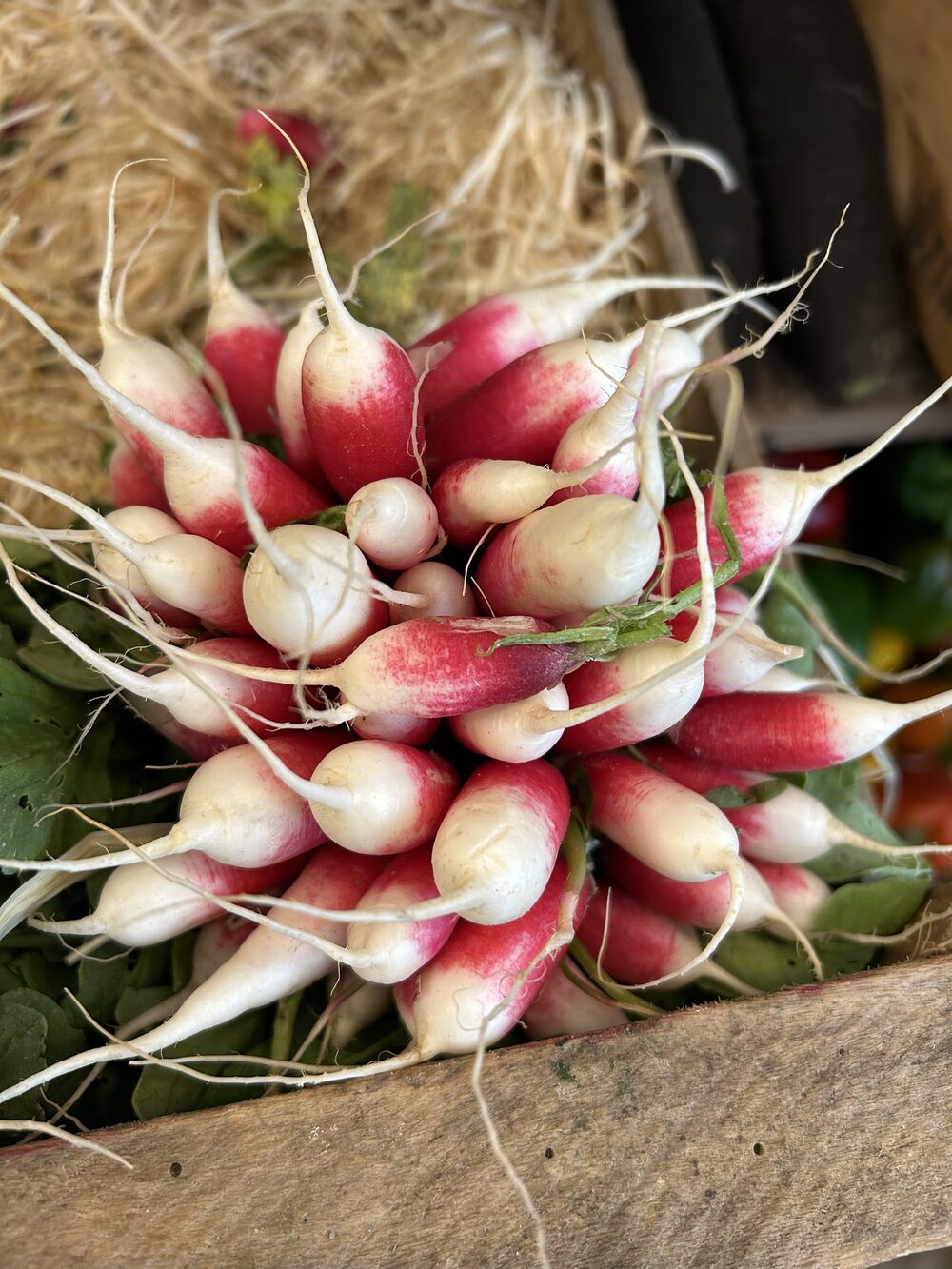 Radis rose