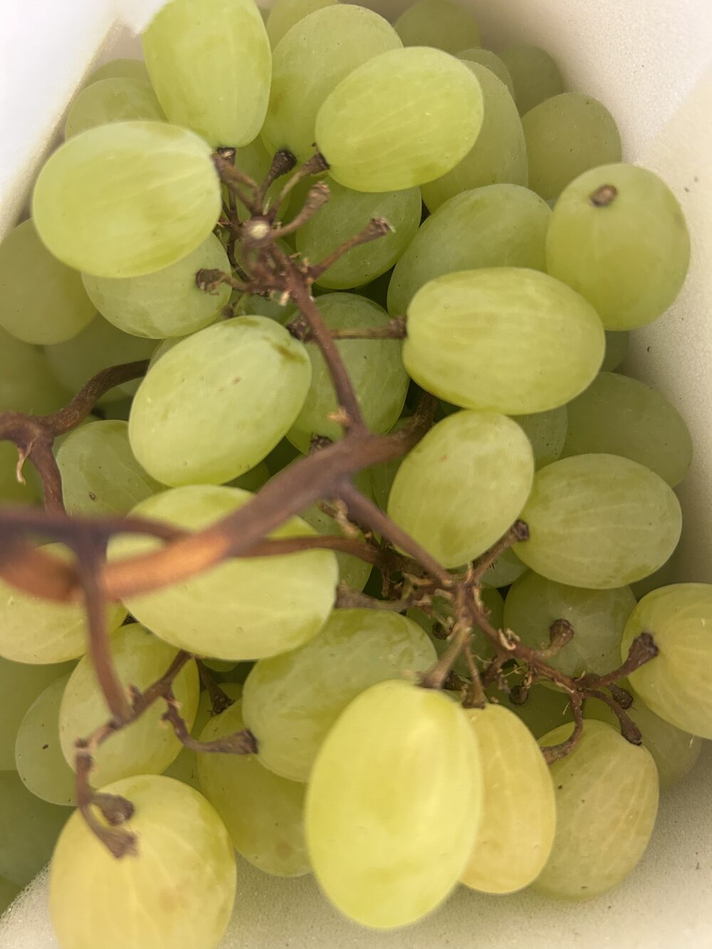 Raisin blanc Italia