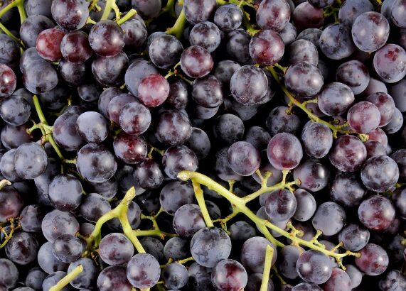 Raisin muscat