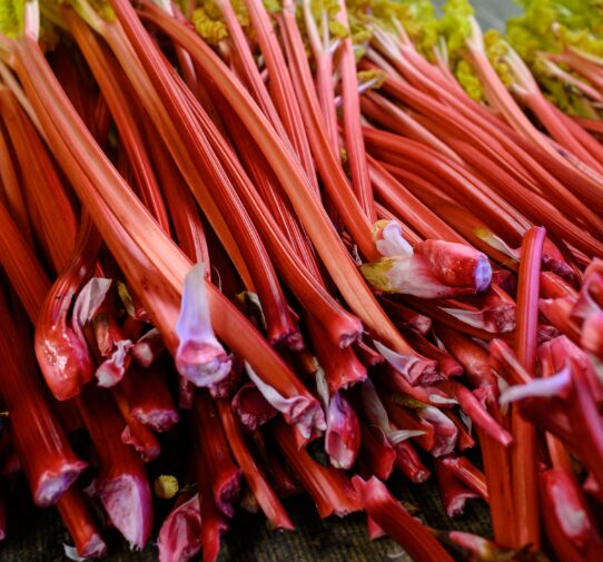 Rhubarbe
