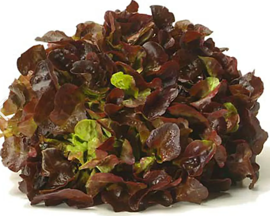 Salade Chêne rouge