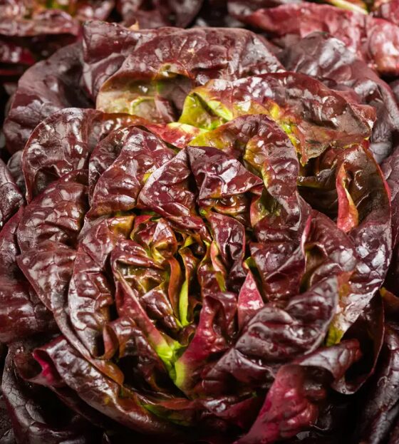 Salade laitue rouge