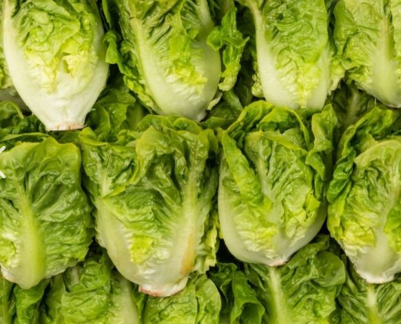 Salade sucrine
