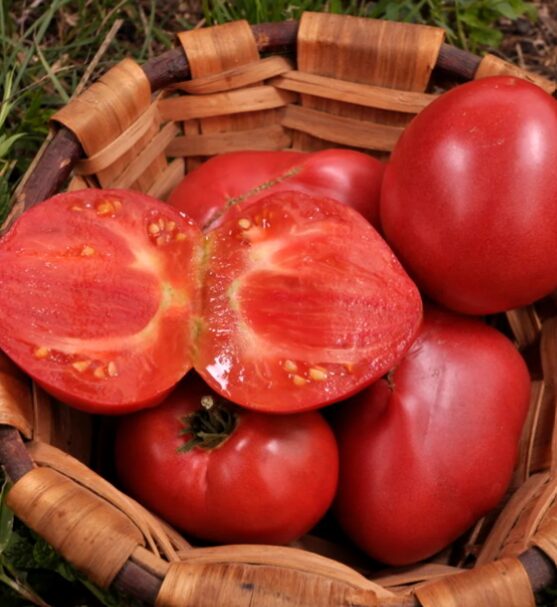 Tomate ancienne (Russie)