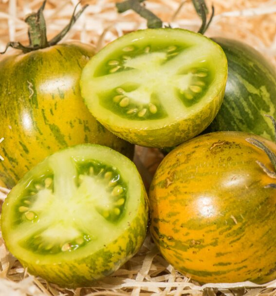 Tomate ancienne (Zèbre verte)