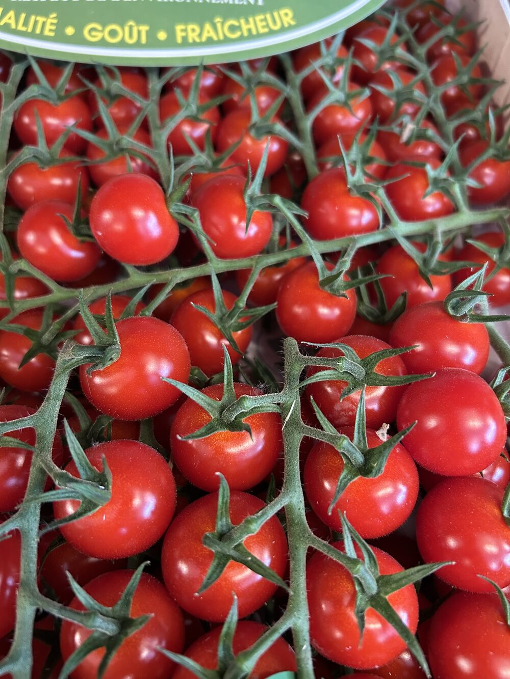 Tomate cerise grappe